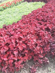 Coleus scutellarioides