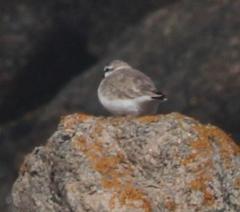 Charadrius marginatus marginatus