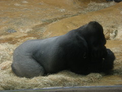 Gorilla gorilla