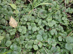 Waldsteinia ternata