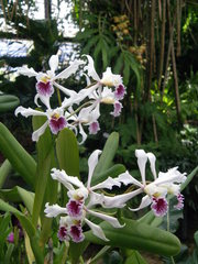 Cattleya crispa