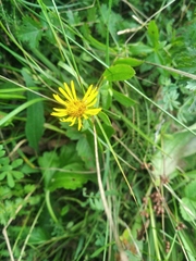 Pentanema britannica