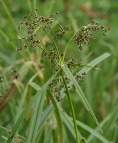 Scirpus sylvaticus iNat (2)