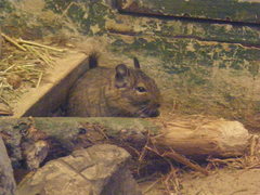 Octodon degus