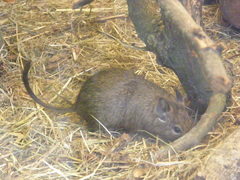Octodon degus