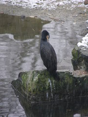 Phalacrocorax carbo