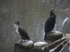 Phalacrocorax carbo