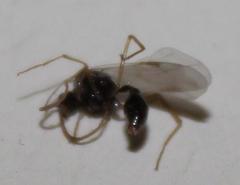 Myrmicaria nigra
