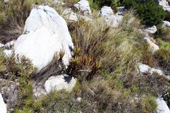 Aloiampelos commixta