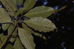 Quintinia verdonii