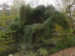 Salix × sepulcralis