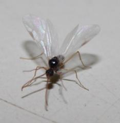 Myrmicaria nigra