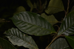 Quintinia verdonii