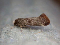 Swammerdamia pyrella
