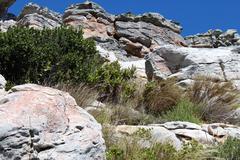 Aloiampelos commixta