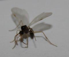 Myrmicaria nigra