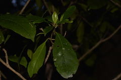 Atractocarpus benthamianus