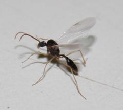Myrmicaria nigra