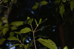 Atractocarpus benthamianus
