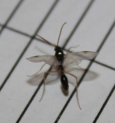 Myrmicaria nigra