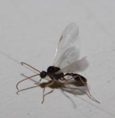 Myrmicaria nigra