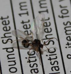 Myrmicaria nigra