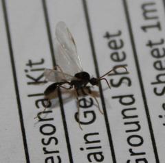 Myrmicaria nigra
