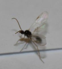 Myrmicaria nigra