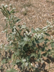 Heliotropium ellipticum