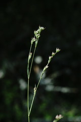 Bupleurum affine