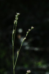 Bupleurum affine