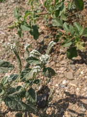 Heliotropium ellipticum