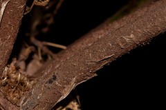 Alsophila leichhardtiana