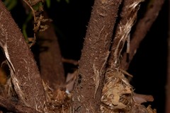 Alsophila leichhardtiana