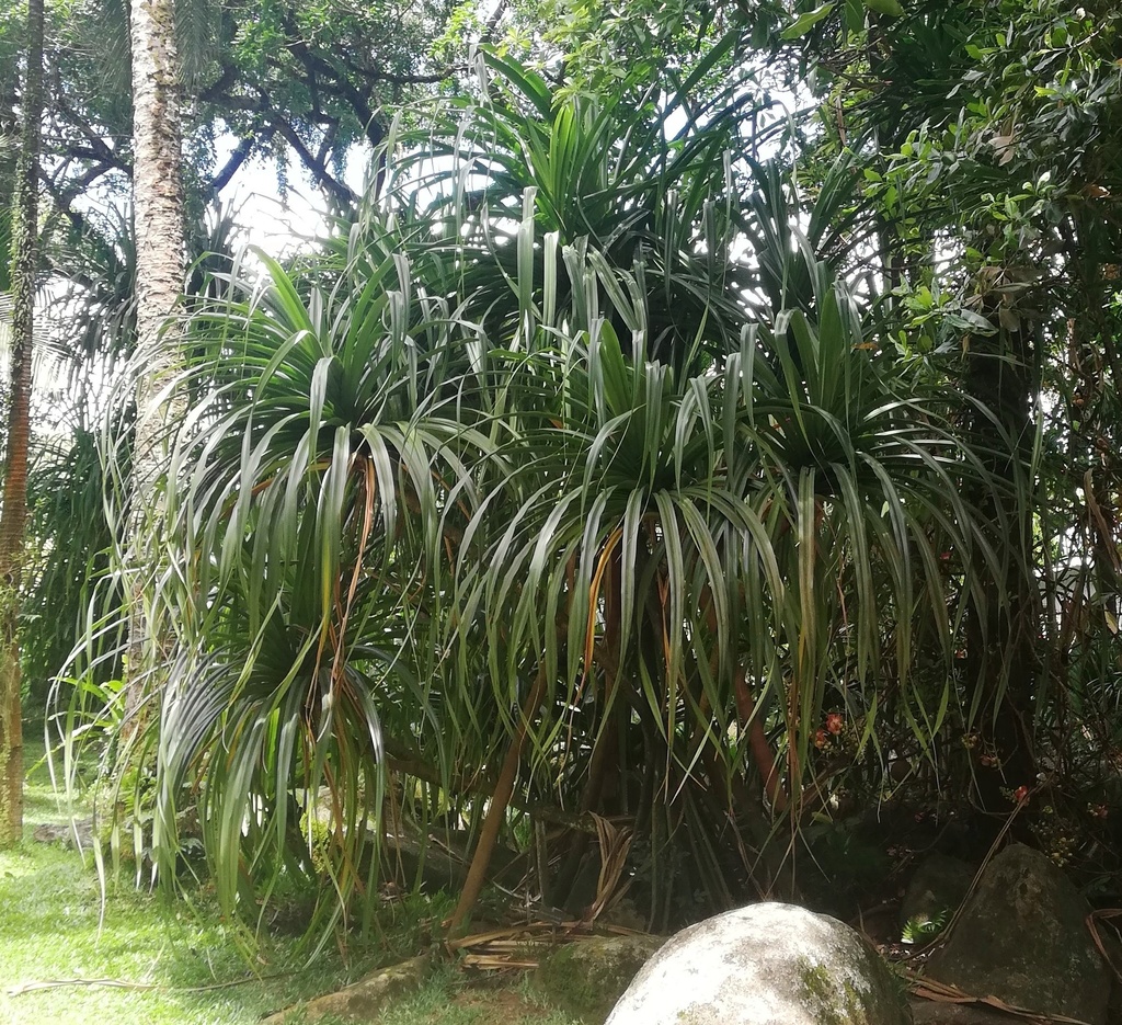 Pandanus sechellarum