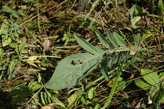 Centaurea scabiosa adpressa