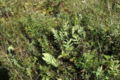Centaurea scabiosa adpressa