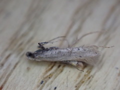 Aspilapteryx tringipennella