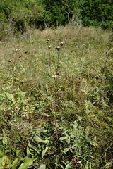 Centaurea scabiosa adpressa