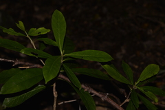 Atractocarpus benthamianus