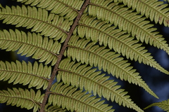 Alsophila leichhardtiana