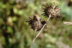 Centaurea scabiosa adpressa