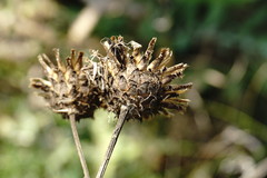 Centaurea scabiosa adpressa
