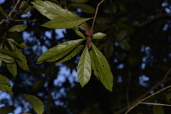 Atractocarpus benthamianus