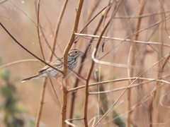 Emberiza pusilla