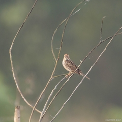 Emberiza pusilla