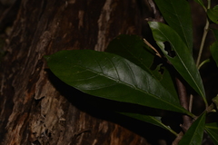 Atractocarpus benthamianus