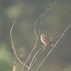 Emberiza pusilla