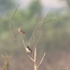 Emberiza pusilla