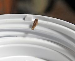 Osbornellus borealis